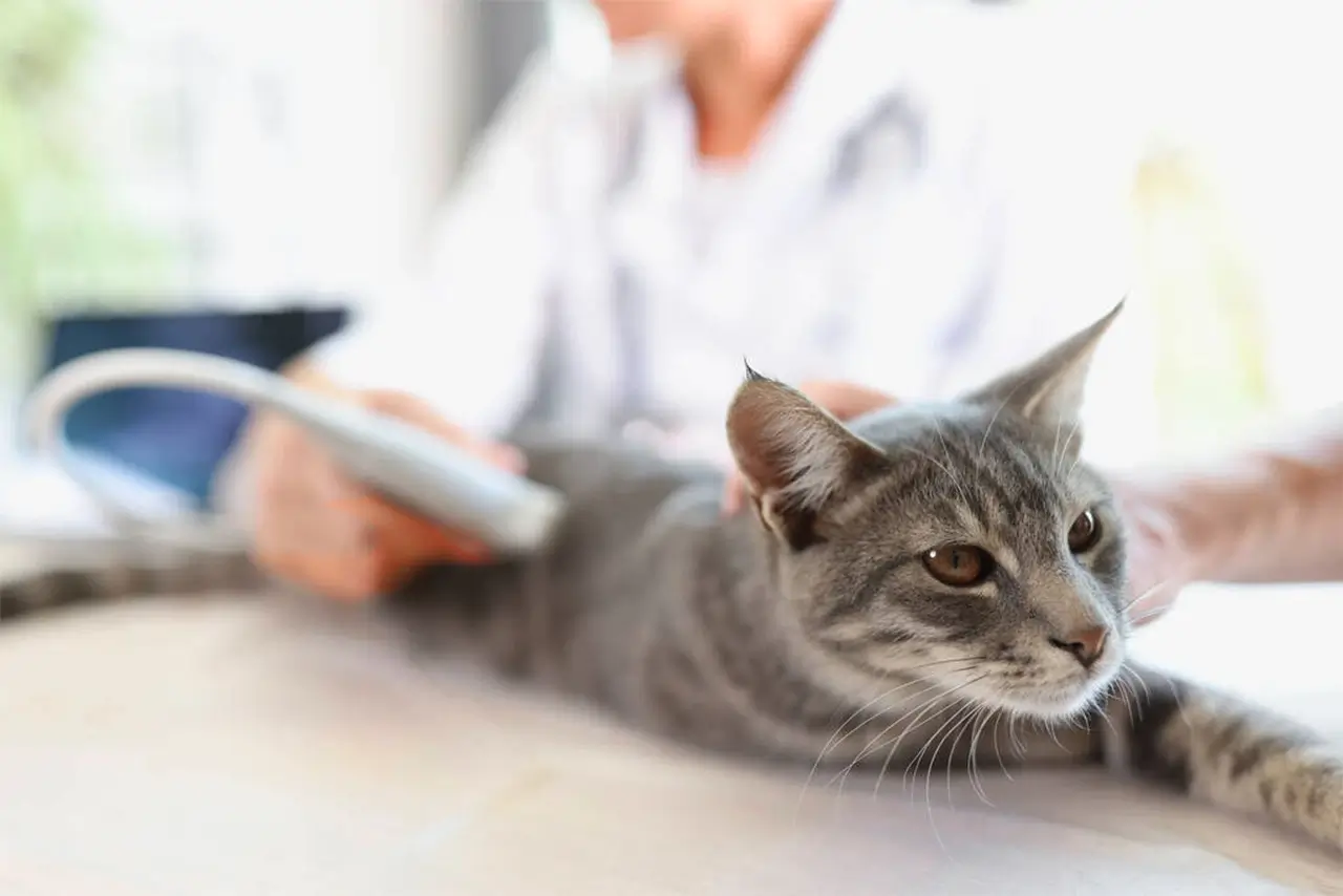 pet care service